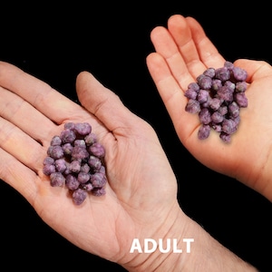 May include: Two hands, one labeled "ADULT" and the other "7 YR OLD", each holding a pile of small, purplish-red, irregularly shaped objects. The objects appear to be gemstones or similar items. The background is black.