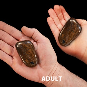 May include: A brown and black stone in the palm of an adult hand and a child's hand. The child's hand is labeled "7 YR OLD" and the adult's hand is labeled "ADULT".