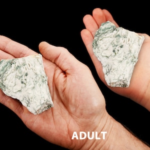 May include: Two hands, one adult and one of a 7-year-old child, hold a green and white rock. The rock is rough and has a natural, irregular shape.