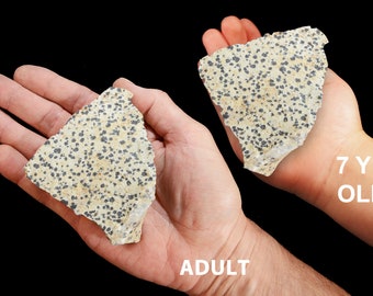 May include: Two hands holding a large, flat, light brown rock with black speckles. The rock is being held by an adult and a 7-year-old child. The text "7 YR OLD" is written below the child's hand and the text "ADULT" is written below the adult's hand.
