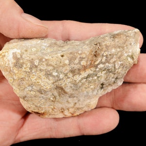 May include: A close-up of a light brown rock with white and gray markings. The rock has a rough, textured surface.