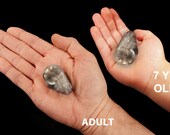 Chakra Pietra Fascino Ametista Guarigione Reiki Regalo Lucidata Piccola - Foto 6