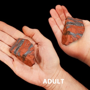 May include: Two pieces of red and gray striped stone are held in open hands, one labeled "ADULT" and the other "7 YR OLD". The stones have a rough texture and a natural appearance, with bands of red and gray.