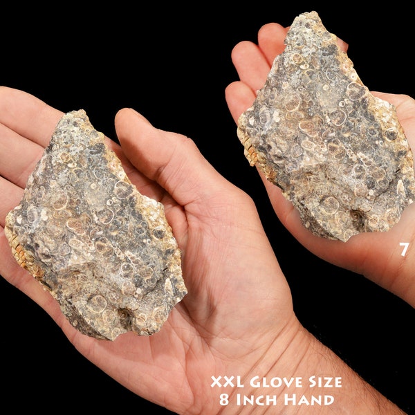 TURRITELLA FOSSIL Agate 3 1/2" 8-12 Oz Green River Formation Mollusk Rock Mineral Specimen Third Eye Chakra Healing Crystal Reiki Stone xx