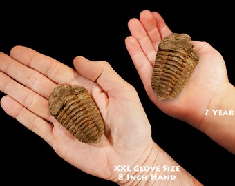 Decorative Stone Natural Sea Urchin Fossil Specimens Original Stone Insect Fossil Teaching Decorative Stone Natural Sea Urchin Fossil Specimens Original Stone Insect Fossil Teaching