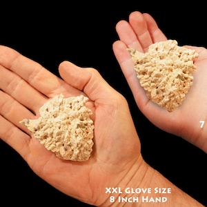 May include: Two hands holding a large, light brown, irregularly shaped rock. The rock is about the size of a person's hand. The text "7 YEAR OLD" is written on the right hand and "XXL GLOVE SIZE 8 INCH HAND" is written on the left hand.