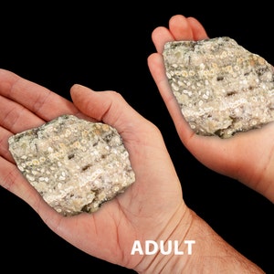 May include: Two hands, one adult and one of a 7-year-old child, hold a piece of fossilized coral. The coral is a light gray color with white and brown markings.