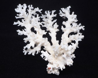 Natural white coral centerpiece. Cabinet of curiosities. 70s.