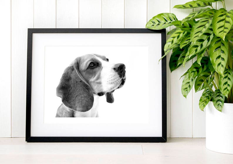 Beagle Gift Beagle Wall Art Minimalist Black And White Etsy