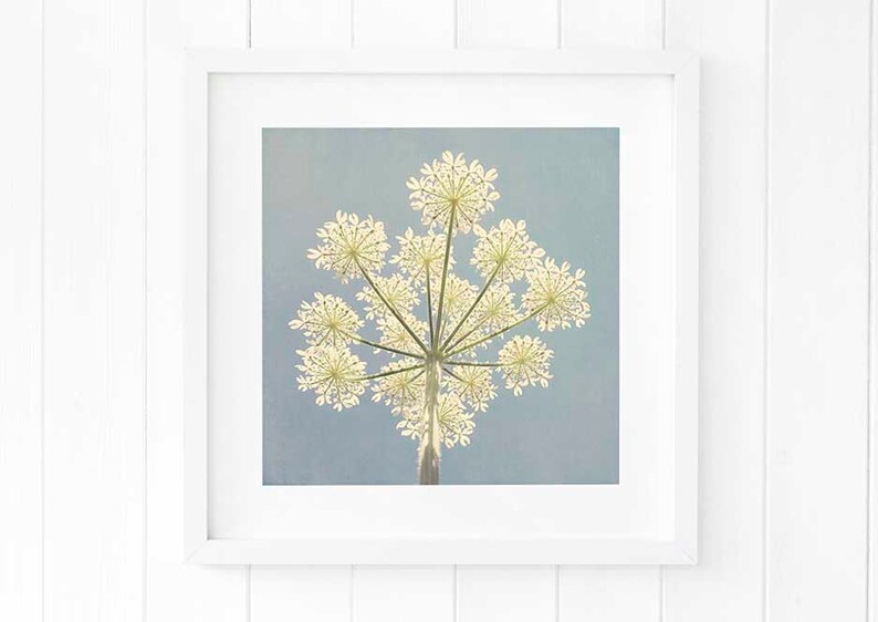 Cow parsley wall art Botanical print Blue Cow parsley Etsy