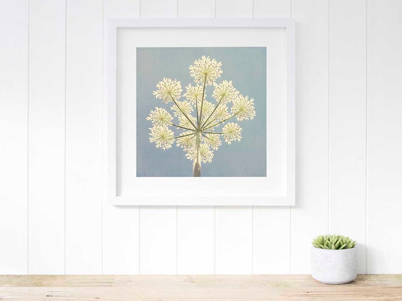 Cow parsley wall art Botanical print Blue Cow parsley Etsy