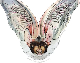 Spotted Bat Sticker - Watercolor Art Sticker- Bat Decal