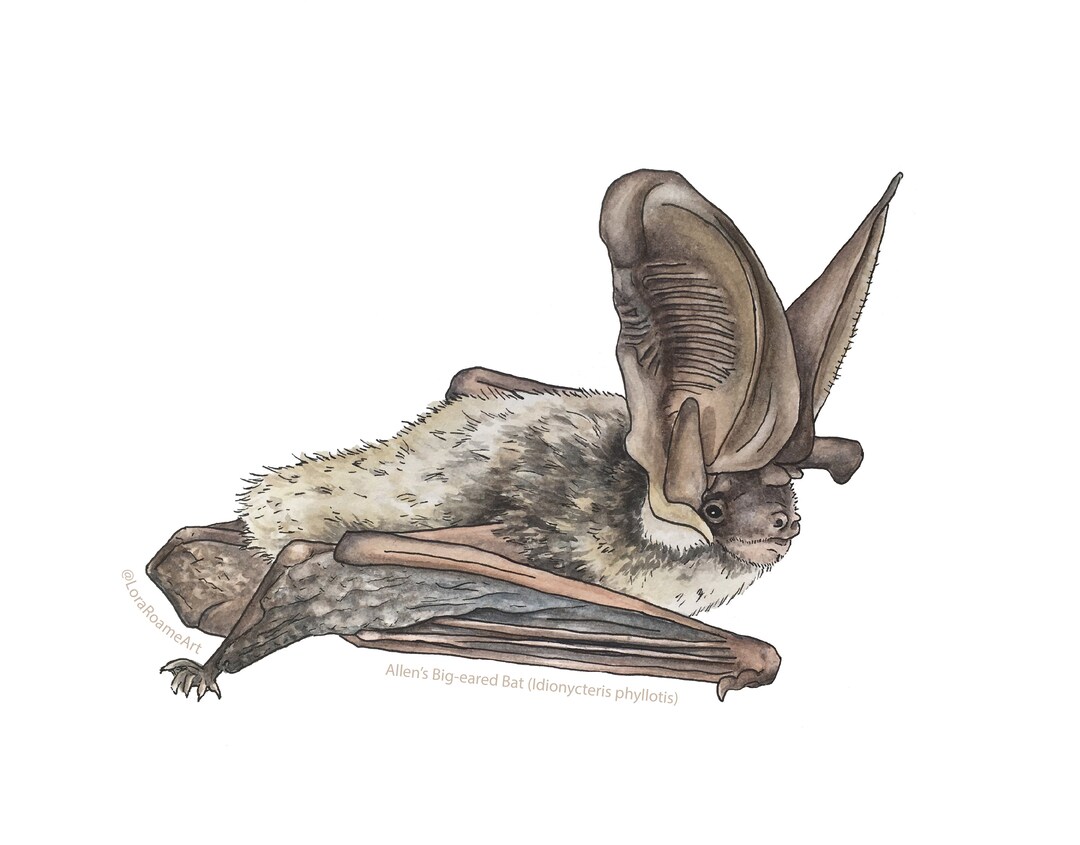 Allen's Big-eared Bat Sticker Bat Illustration Sticker-laptop Bat Decal