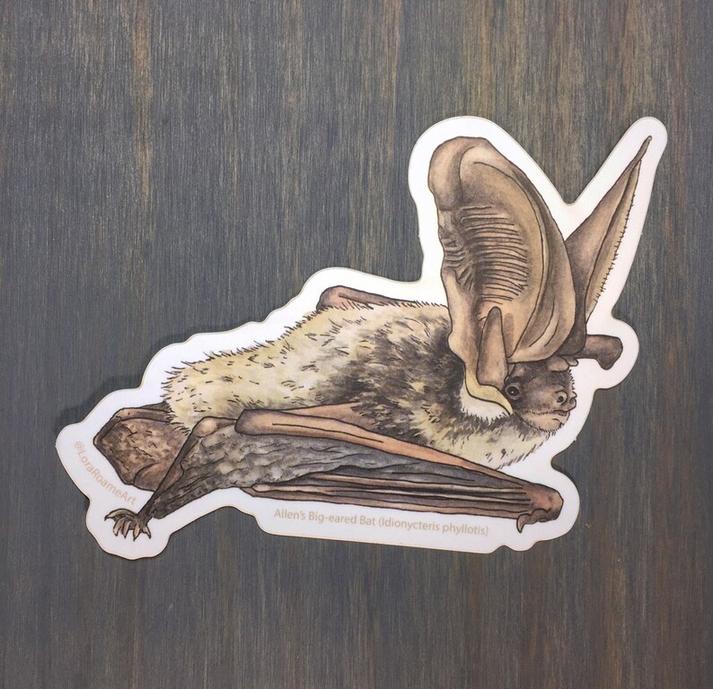 Allen's Big-eared Bat Sticker Bat Illustration - Etsy
