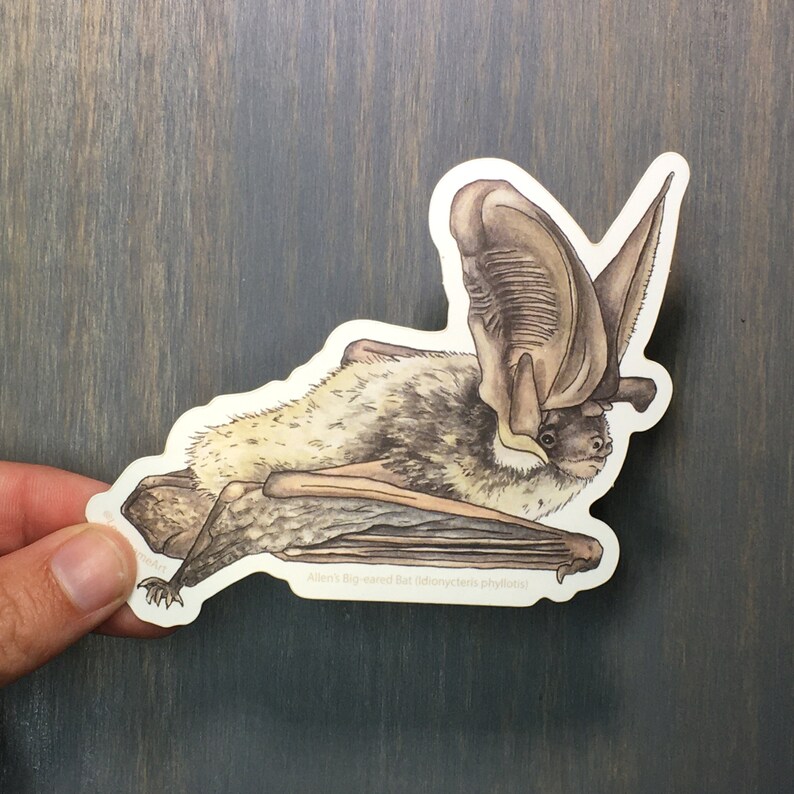 Allen's Big-eared Bat Sticker Bat Illustration - Etsy