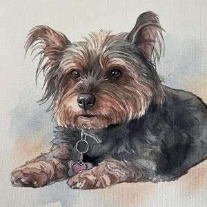 Puede incluir: Una pintura a la acuarela de un Yorkshire Terrier con pelaje negro y fuego, representado en posici&oacute;n tumbada. El perro tiene una nariz oscura, orejas alertas y lleva un collar plateado con una peque&ntilde;a placa en forma de coraz&oacute;n rosa.