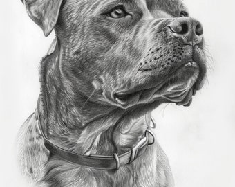 Dog Portrait, Custom Portrait of Dog, Custom Pencil Portrait of Dog, Portrait of Dog, Drawing of Dog