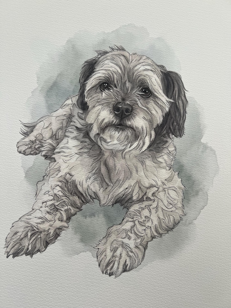 Puede incluir: Una ilustraci&oacute;n en acuarela en blanco y negro de un perro peque&ntilde;o de pelo desgre&ntilde;ado, con orejas ca&iacute;das y un pelaje texturizado. El perro aparece en posici&oacute;n de descanso, mirando hacia adelante con ojos oscuros y una nariz detallada sobre un fondo gris.