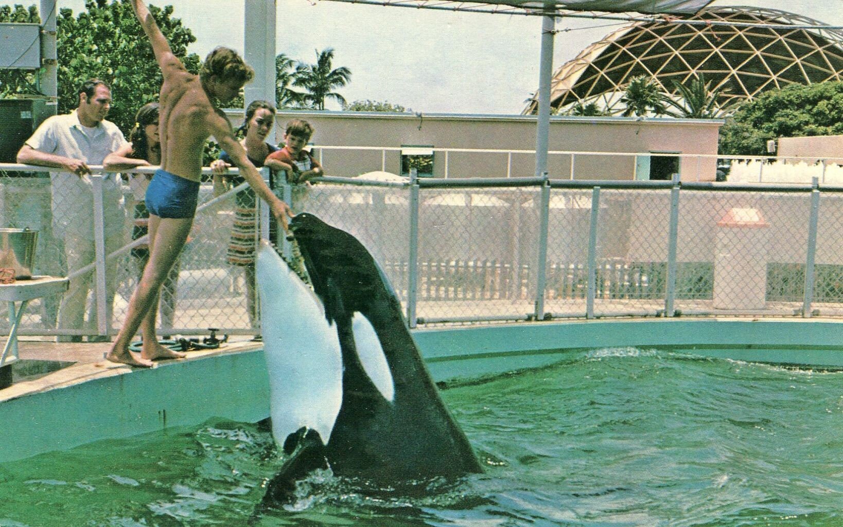 Postcard A FLORIDA SCENIC Card #sq82 Hugo the Killer Whale Vintage