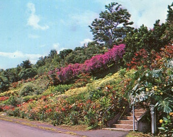 Postcard Vintage, MACHADO GARDENS,KONA Coast,Honolulu,Hawaii New #P-221