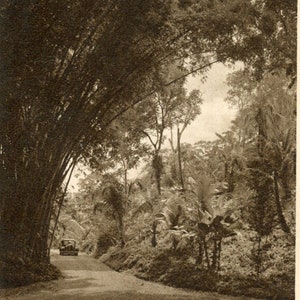 Carte postale - A country Road Trinidad, B.W.I #P-4, vraie photo des Antilles britanniques (RPPC)