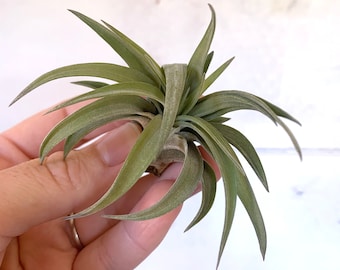 Air Plant / Spanish Moss Replacement