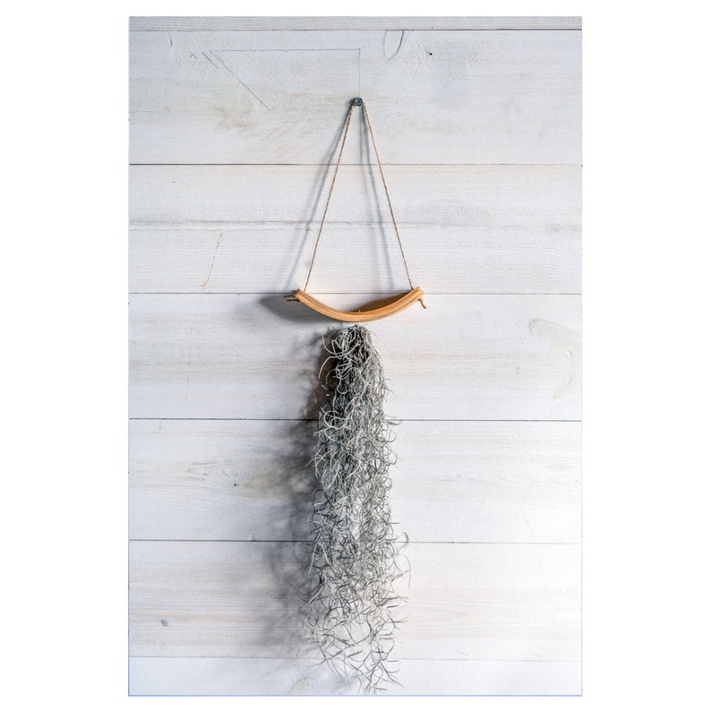 Mini U-Bend Air Plant Wall Hanger, Air Plant Display, Mini Wave, Air Plant Hanger, Mini Plant Hanger, Hanging Wall Planter Hanger+Spanish Moss