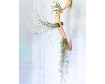 Waterfall Wave Vertical Air Plant Hanger, Air Plant Display, Large Wave, Air Plant Hanger, Large Air Plant Hanger, Hanging Wall Planter