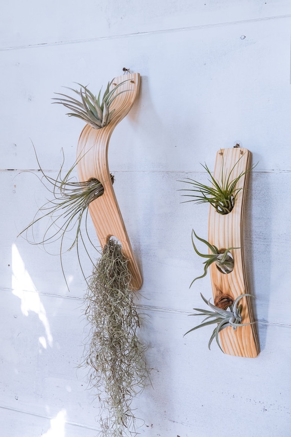 Large Vertical Air Plant Hanger Combo, Air Plant Display, Large