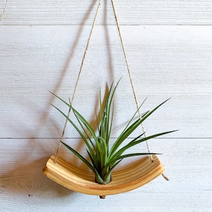 Mini U-Bend Air Plant Wall Hanger, Air Plant Display, Mini Wave, Air Plant Hanger, Mini Plant Hanger, Hanging Wall Planter Hanger + 1 Air Plant