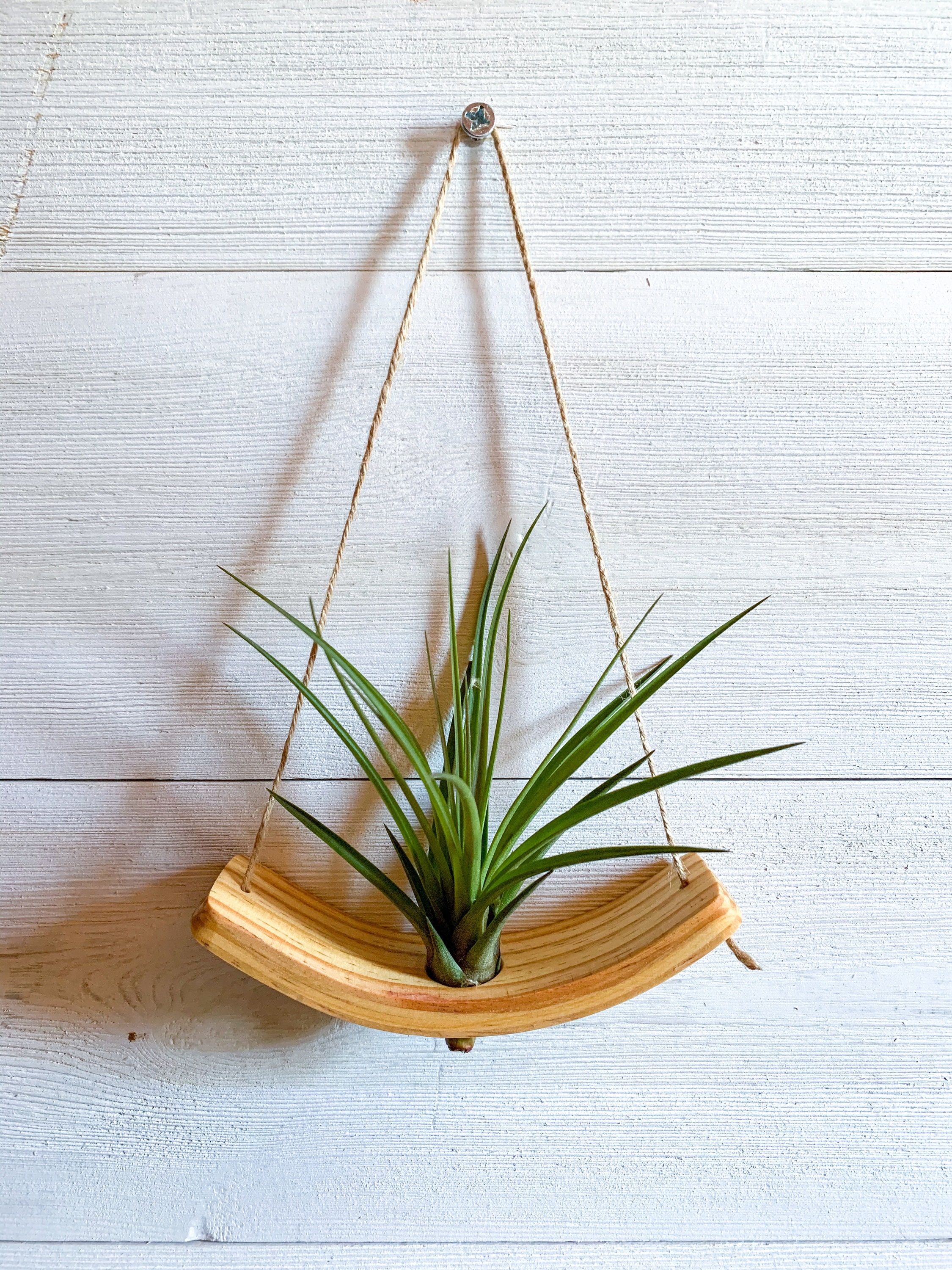 corn palm plant Buy indoor Corn Plant, also known as Dracaena compacta, at Kaynuna.co