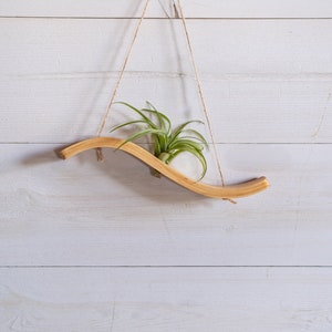 May include: A wooden plant hanger with a curved design, hanging from a white wall with a green air plant inside.