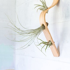 Waterfall Wave Vertical Air Plant Hanger, Air Plant Display, Large Wave, Air Plant Hanger, Large Air Plant Hanger, Hanging Wall Planter Hanger + 3 Air Plant