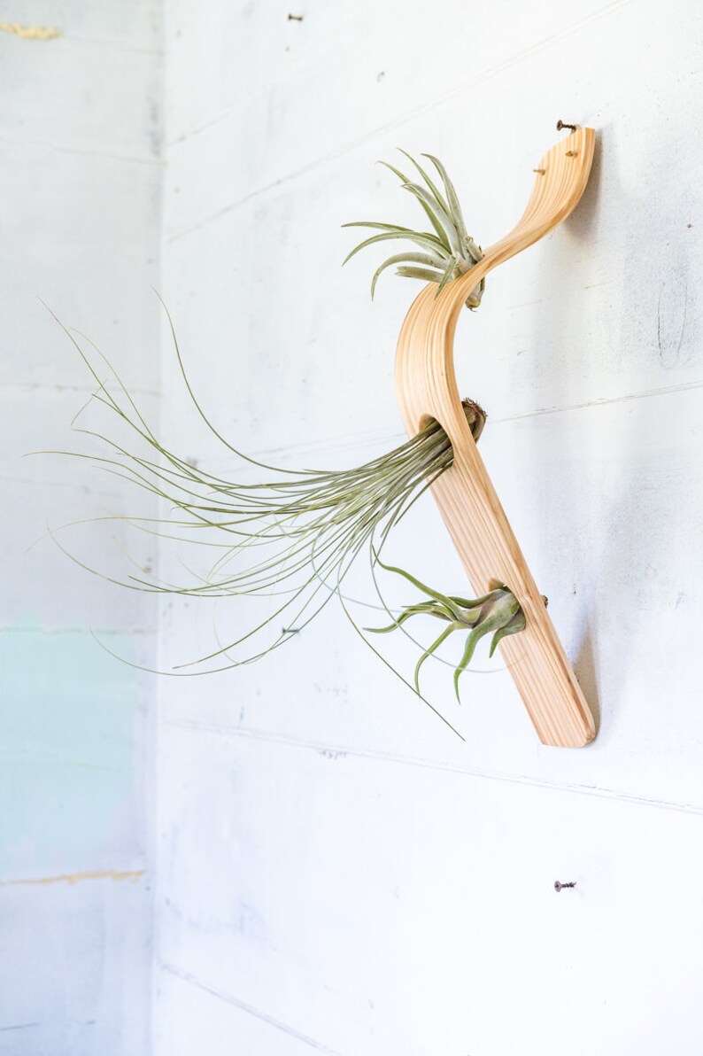 Waterfall Wave Vertical Air Plant Hanger, Air Plant Display, Large Wave, Air Plant Hanger, Large Air Plant Hanger, Hanging Wall Planter Hanger + 3 Air Plant