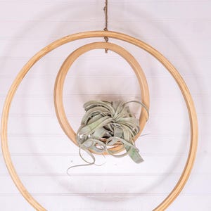 May include: A hanging wooden plant holder with a natural finish. The design features two concentric circular frames, with a small shelf at the bottom and a plant in the center. The plant has long, green leaves. The holder is suspended by a rope.