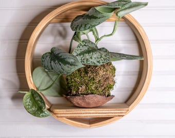 Small Bubble Cubby | Plant Shelf | Wooden Wall Shelf | Wall Hanging | Small Book Shelf | Wall Display Shelf | Modern Wall Shelf