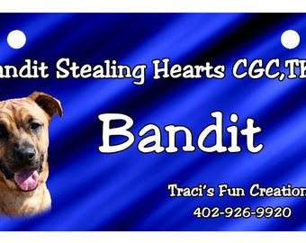May include: Blue and white dog tag with the text "Bandit Stealing Hearts CGC, TKN" and "Bandit" in a larger font. The tag also includes the text "Traci's Fun Creations" and a phone number.