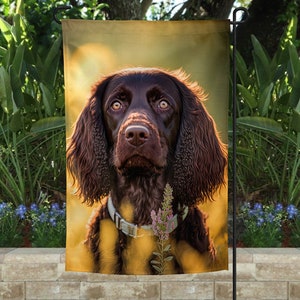 May include: A brown and black German Shorthaired Pointer dog with a white collar looks directly at the camera. The dog is standing in a field of tall grass with a blurred background.