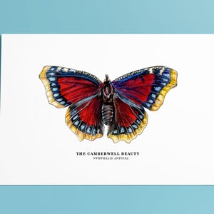 Botanical Prints: The Camberwell Beauty Butterfly // Mourning Cloak Butterfly // Illustrated Wall Art