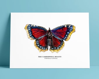 Botanical Prints: The Camberwell Beauty Butterfly // Mourning Cloak Butterfly // Illustrated Wall Art