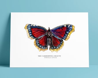 Botanical Prints: The Camberwell Beauty Butterfly // Mourning Cloak Butterfly // Illustrated Wall Art