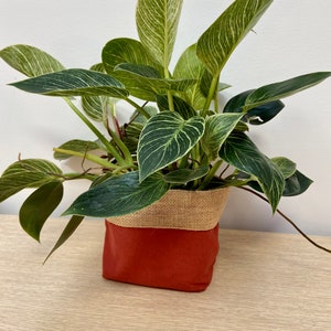 May include: A houseplant with variegated green and white leaves in a red and hessian fabric planter.