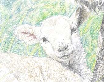 color print of lamb in mothers shadow