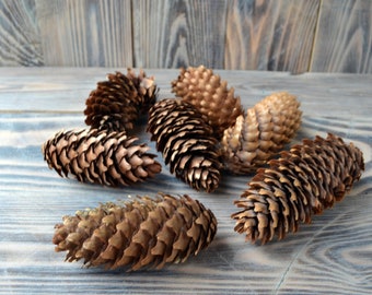 Fir cones,  large pine cones, natural spruce cone, natural big cones, fir home decor, rustic decor