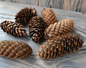 fir cones, large pine cones, natural spruce cone, natural big cones, wooden fir cones, fir home decor, rustic wedding decor, christmas decor