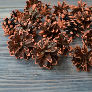 Painted pinecone, color tipped pinecones, natural pine cones, natural colored pine cones, home decor, craft ornaments, rustic decor
