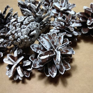 Painted pinecone, white tipped pinecones, natural pine cones, natural colored pine cones, home decor, craft ornaments, rustic decor