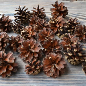 May include: A collection of brown pine cones with a natural, rustic look. The cones are arranged on a wooden surface.