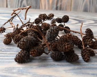 alder cones for decor, mini cones, natural cones, natural craft supplies for christmas wreaths scrapbooking florist's supply terrarium decor