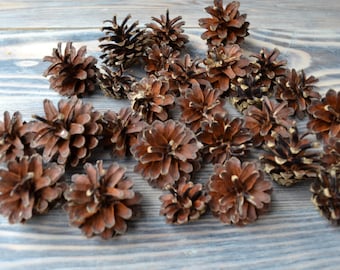 Pine cones for crafts 100 pcs, natural pine cones, christmas decorations, craft ornaments, forest supplies, rustic decor pinecones